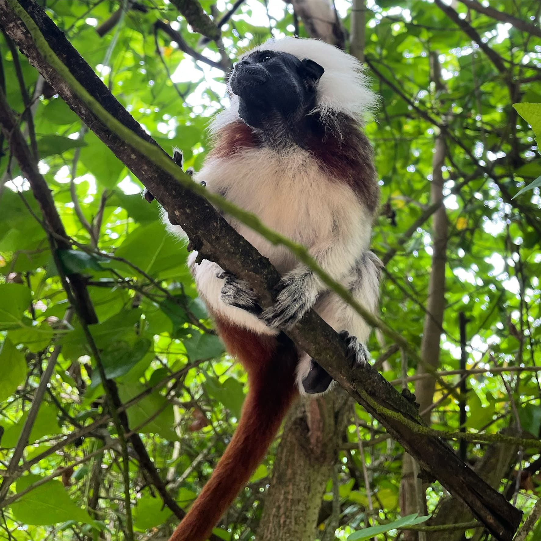 A cotton-top tamarin monkey in the island’s jungle canopy