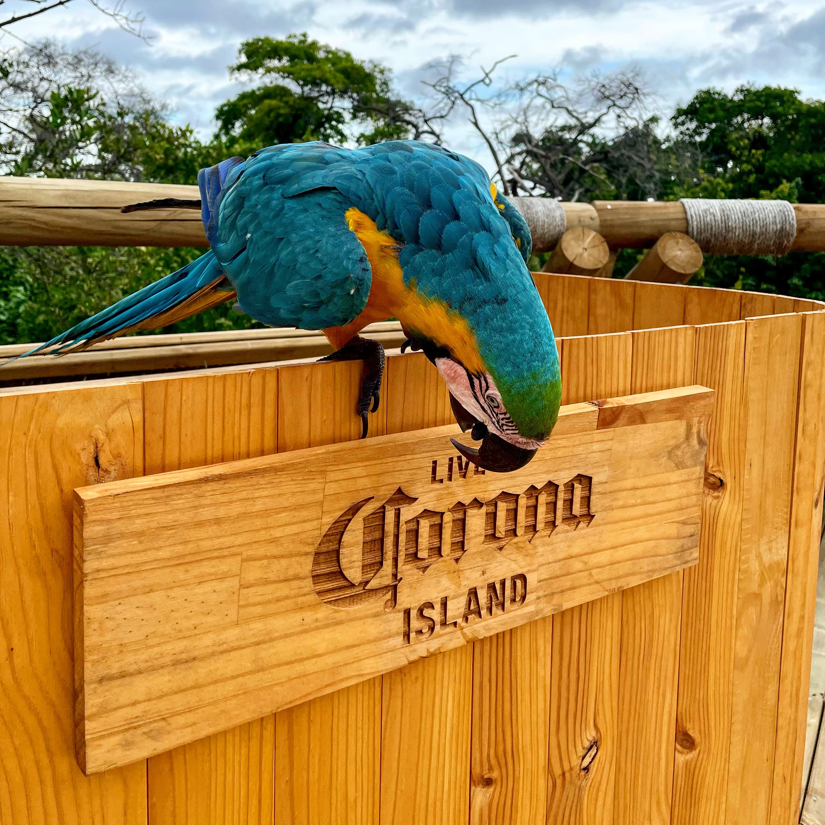 A macaw perched on a carved wood sign reading "Live Corona Island"
